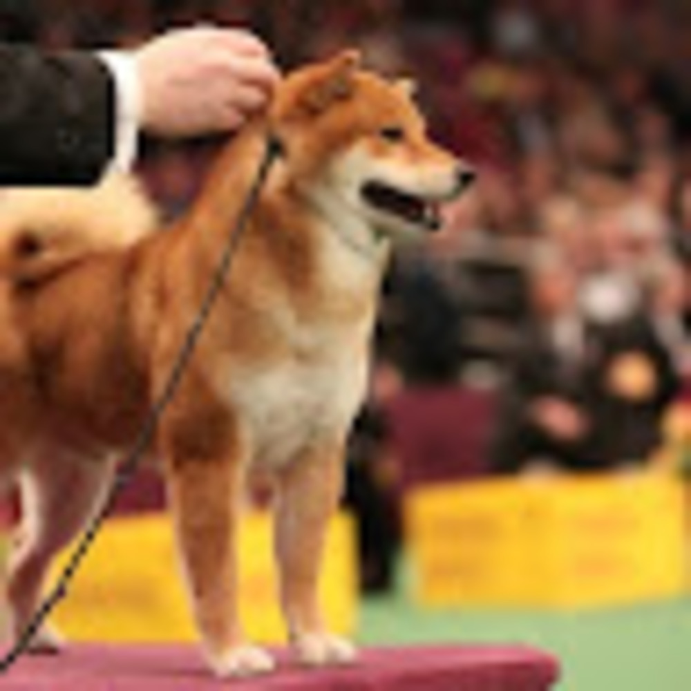 Meet your Posher, Mo